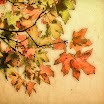leaves4868shc1.jpg