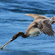 Brown Pelican