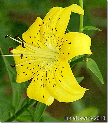 Lily_Yellow Asiatic_SM