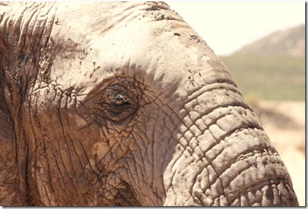 elephant eye