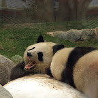 Giant Panda in Ocean Park (Hong Kong)