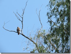 hawk at Clearwater