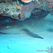 Nurse Shark (1).jpg