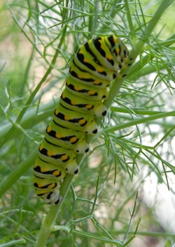 [caterpillar06%255B4%255D.jpg]