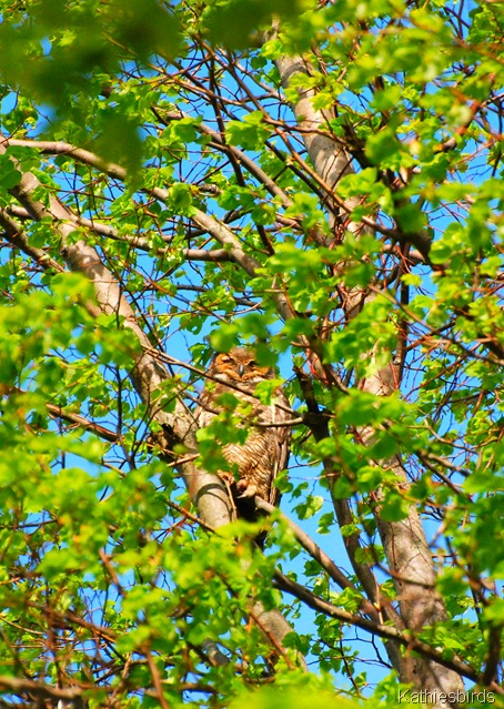 2. Owl tree-kab