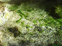 agua virgen