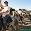 CavalgadaFelixlandia2011-325.jpg