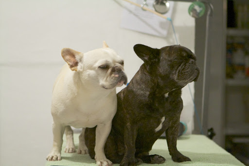 Because she's on her way home, we Frenchies have been told that we must have baths so that we smell good for her arrival.  Sharkey says it's not like we have a choice in the matter!