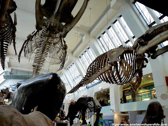 esqueletos-museo-historia-natural.JPG