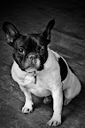 A Fellow Frenchie Invents a Great Resource