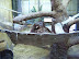 National Zoo in August