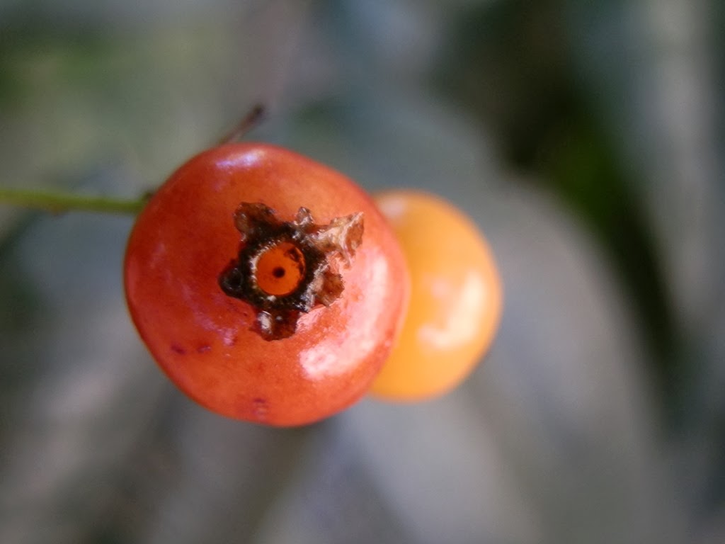 [Myrcianthes%2520gigantea%2520%25285%2529%255B4%255D.jpg]