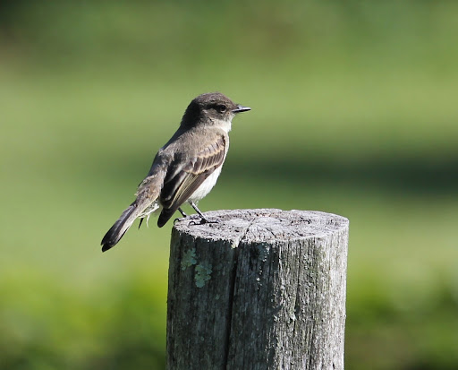 Eastern Phoebe