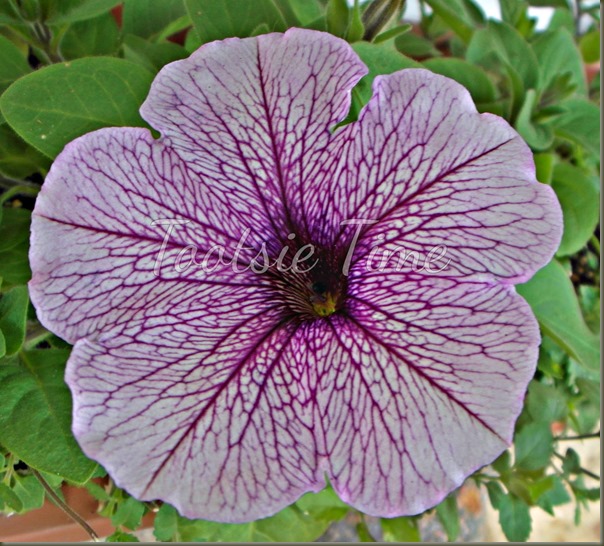 BeFunky_031.jpg BeFunky_031.jpg