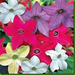 Nicotiana x sanderae Nicotiana x sanderae
