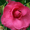 2007 Spring at home059.jpg
