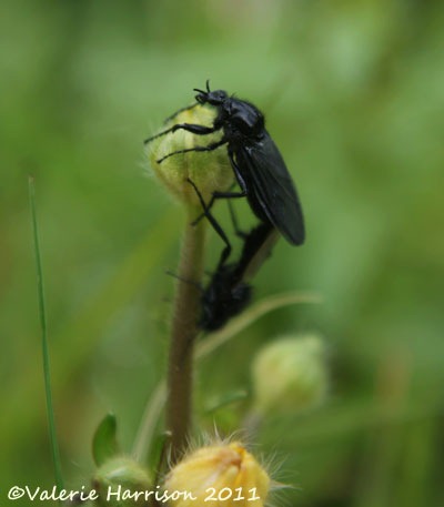 [st-marks-fly%255B3%255D.jpg]