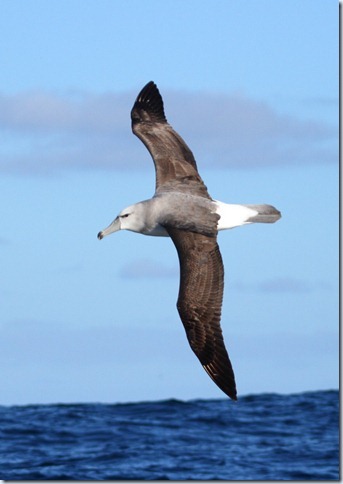 shy_albatross2