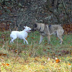 ochyda-11-06.jpg ochyda-11-06.jpg