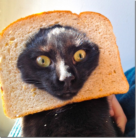breaded-cats-17