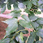 Green Ash