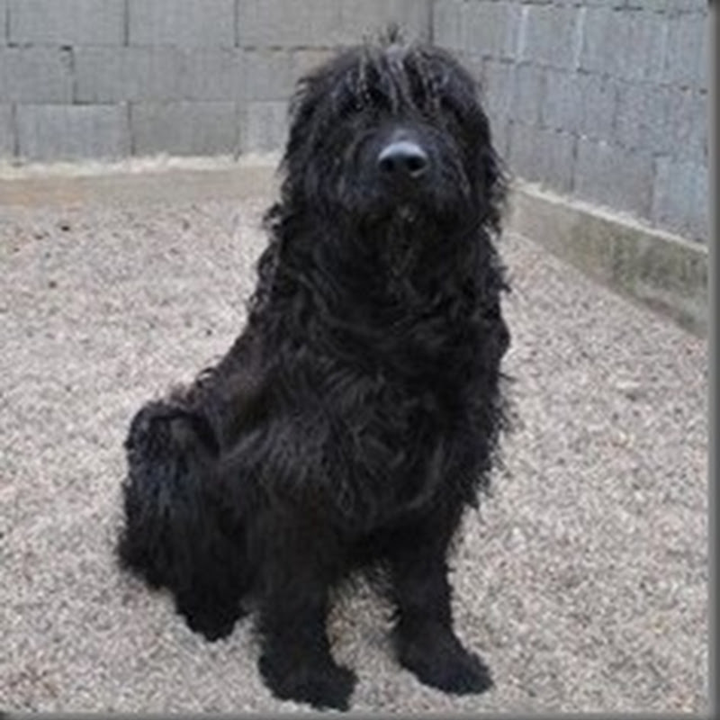 Vermisste Tiere Marz 12