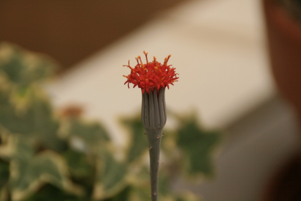 [IMG_6810%255B4%255D.jpg]