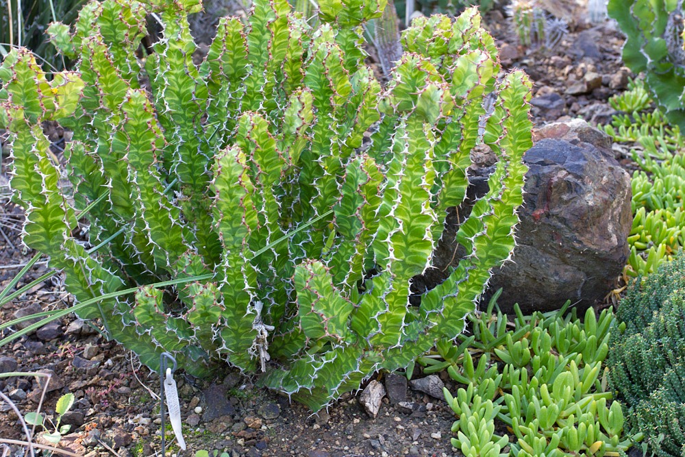 [121013_RBG_Euphorbia-pseudocactus-Zig-Zag_02%255B2%255D.jpg]