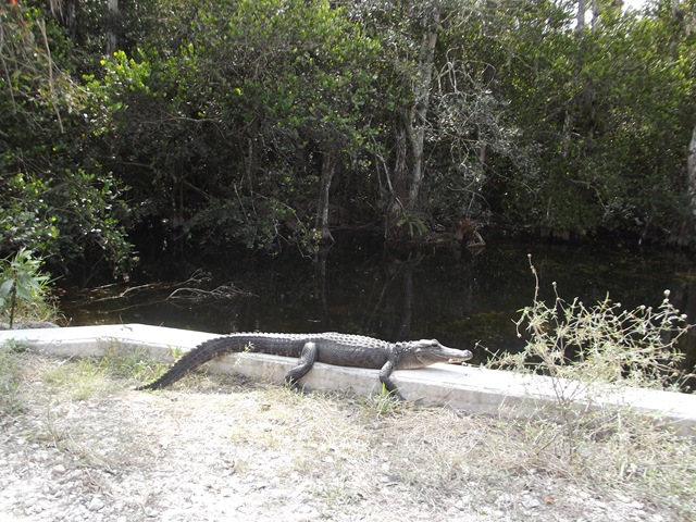 [Monroestationloopdrivesharkvalley040.jpg]