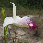 Wild orchid