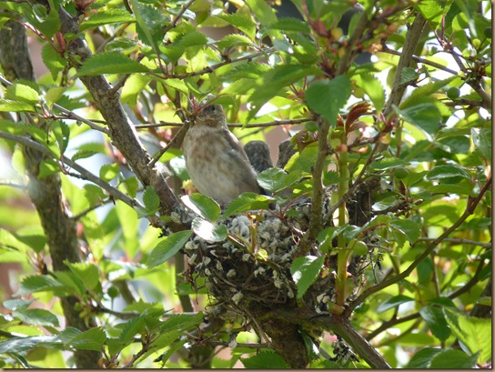 fledglings 015 fledglings 015
