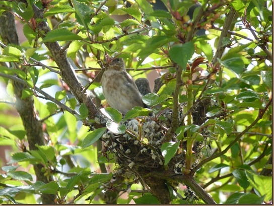 fledglings 015