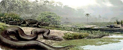 boa-gigante boa-gigante