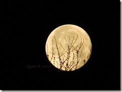 Moon Above the Treetops