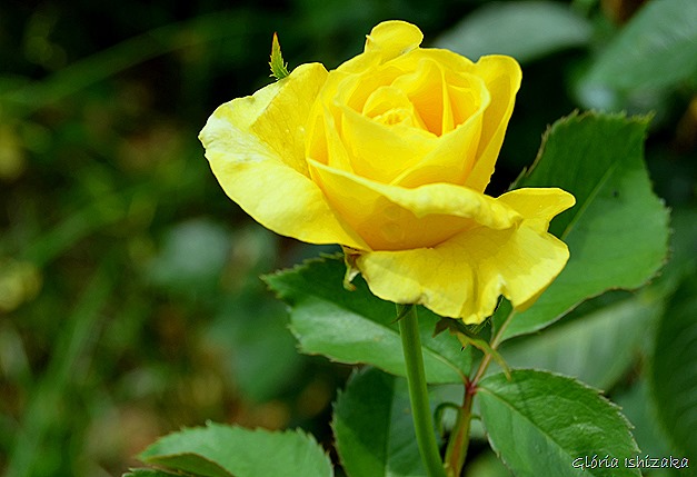 Glória Ishizaka - Flor amarela 20