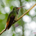 Rufous-tailed Hummingbird