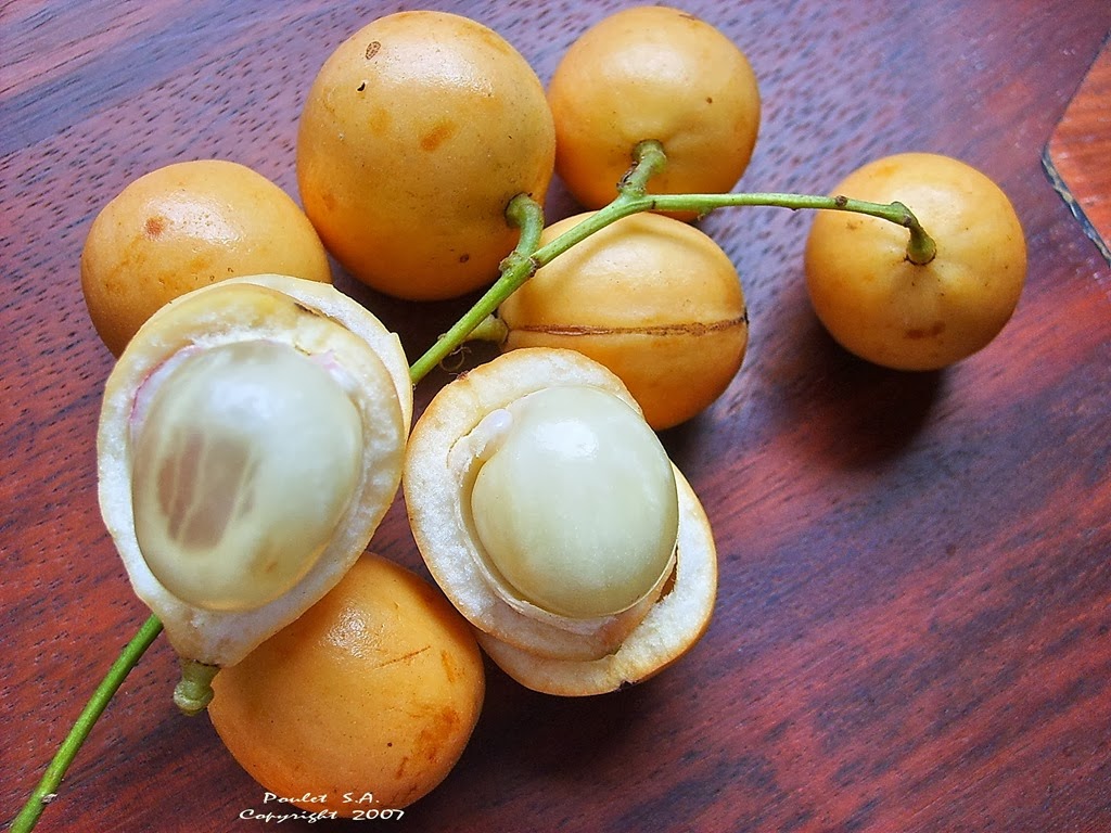 [Baccaurea%2520sapida%255B4%255D.jpg]