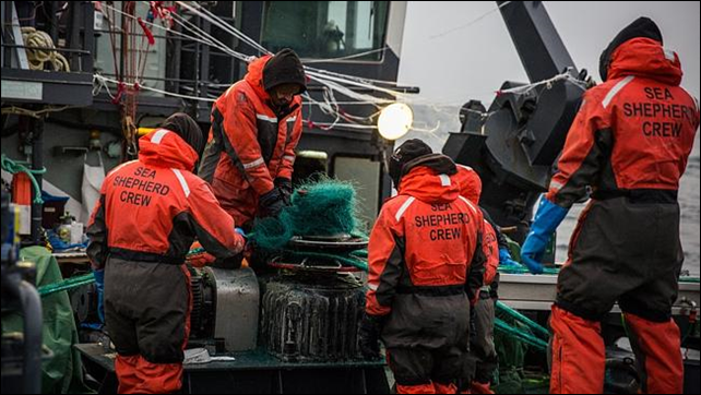 Crew aboard the Sam Simon during a retrieval operation of an illegal 25 kilometer gill net set by the notorious toothfish poaching vessel, the Thunder. Photo: Jeff Wirth / Sea Shepherd Global