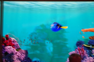 Dory swims by