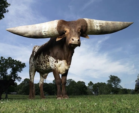 animal_has_the_largest_horns_01