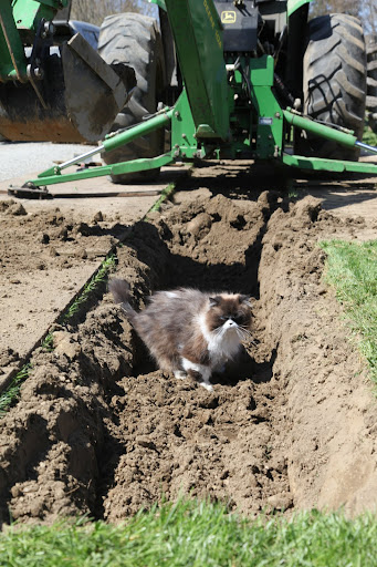 It looks like this trench needs to be a little deeper for those trees.  I'll get right on it.