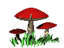 Cogumelos (30)