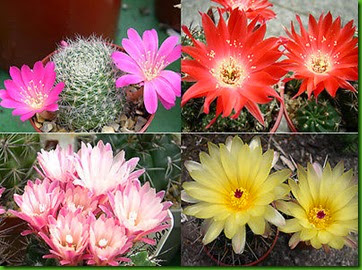 Cactos Pequenos Mistura Cactos Pequenos Mistura