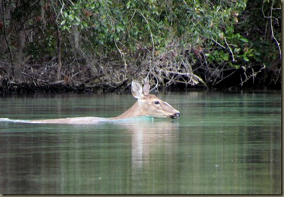 deer swimming across Weeki Wachee River