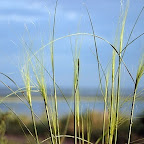 x_fe8cb084.jpg