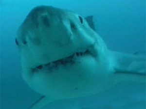 Great White Shark. Source: ONE News