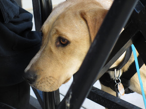 She felt that adopting a dog in need of a home- and one that is  already an adult and therefore a 