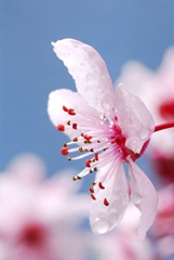 Spring Forward Plum Blossom. Democrat photo by Pat Dollins Spring Forward Plum Blossom. Democrat photo by Pat Dollins