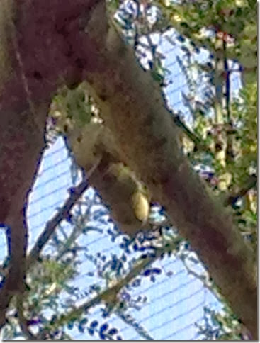 Inca dove laying egg 10-24-2013 12-35-14 PM 872x1153