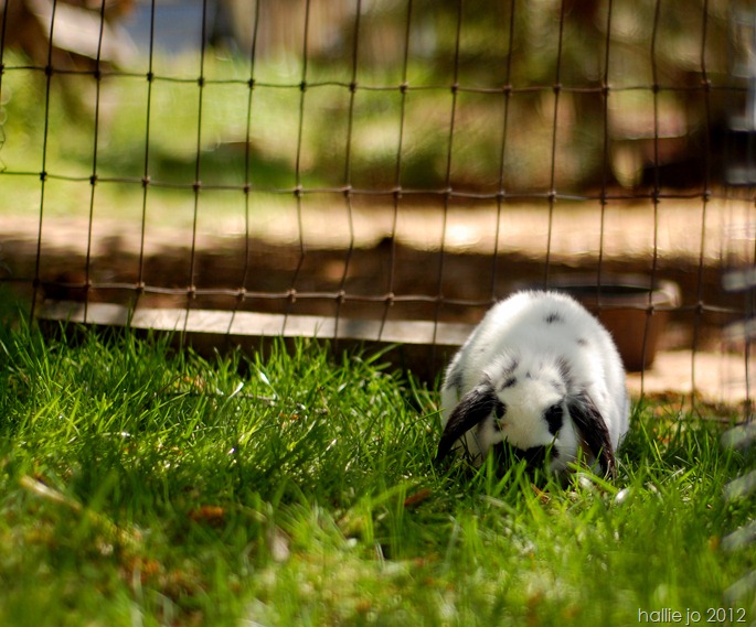 Bunny2 Bunny2